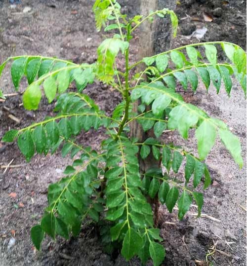 Curry Leaf Plant - karipata - কারিপাতা