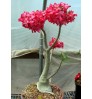 Adenium - with flower and pot 