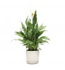 Peace Lily with Exclusive Ceramic Pot