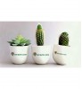 Bonayon Office Package - With Logo/Branding Ceramic Planter & Room Corner Plants
