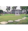 Natural Carpet Lawn Grass for Landscaping & Rooftop Gardening  