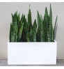Indoor Plant With Exclusive White PVC Box - Bonayon.com Special Item for Home and Office Decor