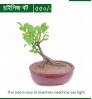 Bonayon.com - Indoor Package 2 (12 indoor plants with Bonsai & Accessories)