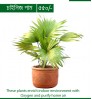 Bonayon.com - Indoor Package 1 (6 indoor plants)