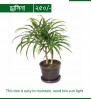 Bonayon.com - Indoor Package 1 (6 indoor plants)