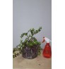 Jade Plant - Lucky Plant - Crassula with White Ceramic Planter