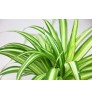 Spider Plant - With White Ceramic Pot - Special Indoor Plant