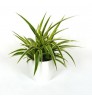 Bonayon Special Indoor Package - Healthy Plant + Exclusive Pot