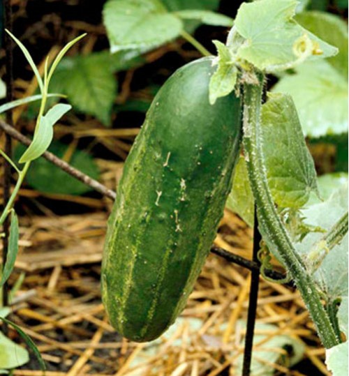 Cucumber (শসা)