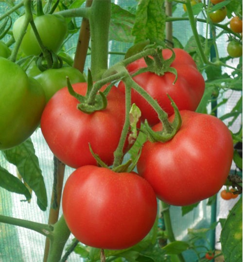 Tomato - টমেটো