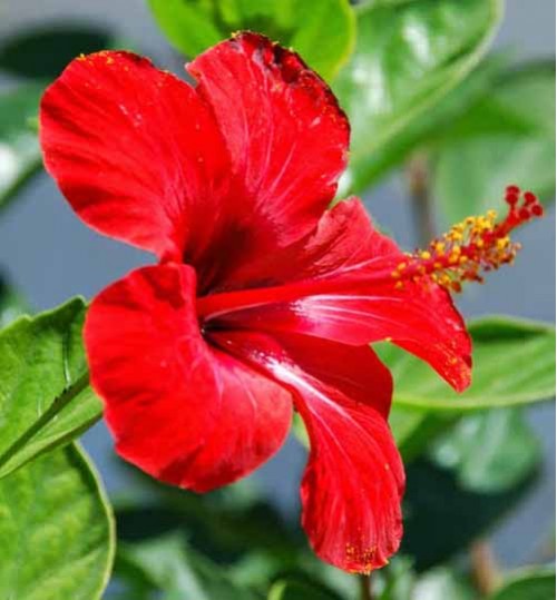 Hibiscus Red - জবা লাল