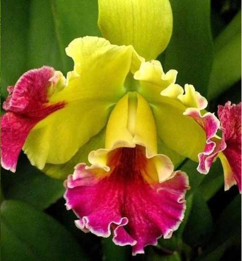 Orchid-Cattleya-yellow অরকিড  ক্যাটেলিয়া হলুদ (with pot)