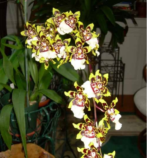 Orchid-Dancing-lady-white অরকিড ড্যানসিং লেডি সাদা (with pot)