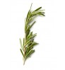 Rosemary Herbal Plant (With Pot) Large Size (seed only)