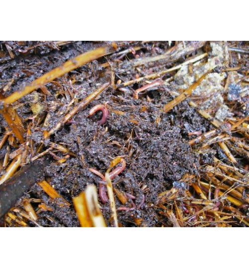 Worm Compost - কেঁচো সার 
