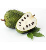 Soursop - Graviola - Cancer killer Fruit Tree (regular size plant only)