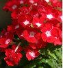 Verbena - ভারবেনা